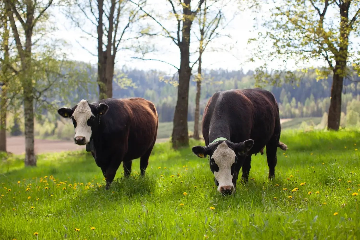 COW